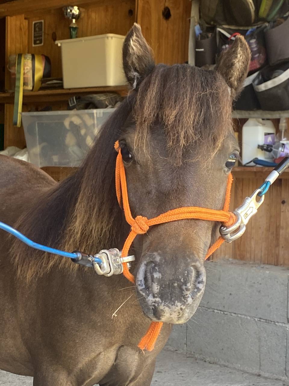 Hengst Bekend ras Te koop 2022 Appaloosa