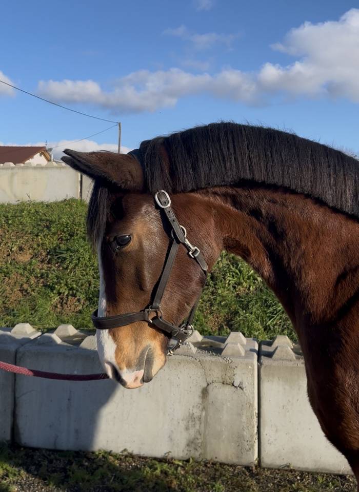 Merrie Zangersheide Te koop 2023 Donker bruin / bai