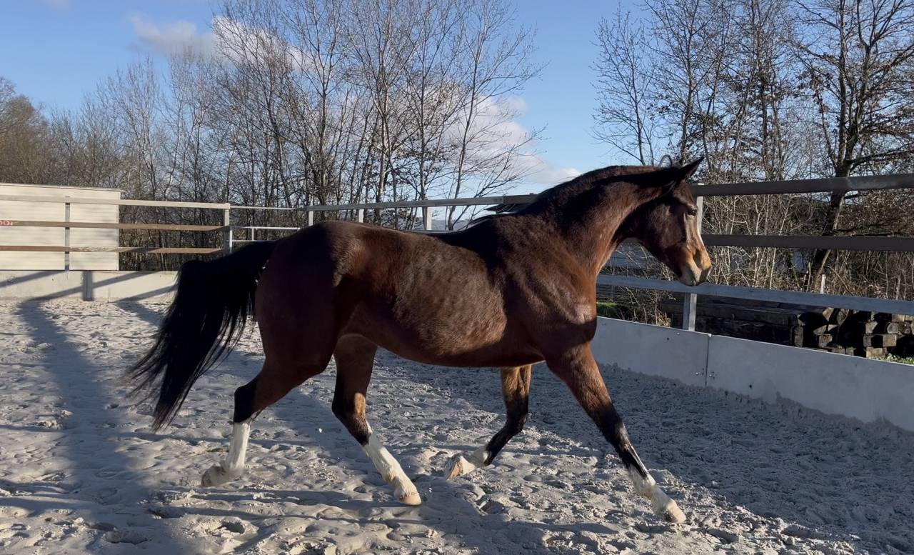 Merrie Zangersheide Te koop 2023 Donker bruin / bai