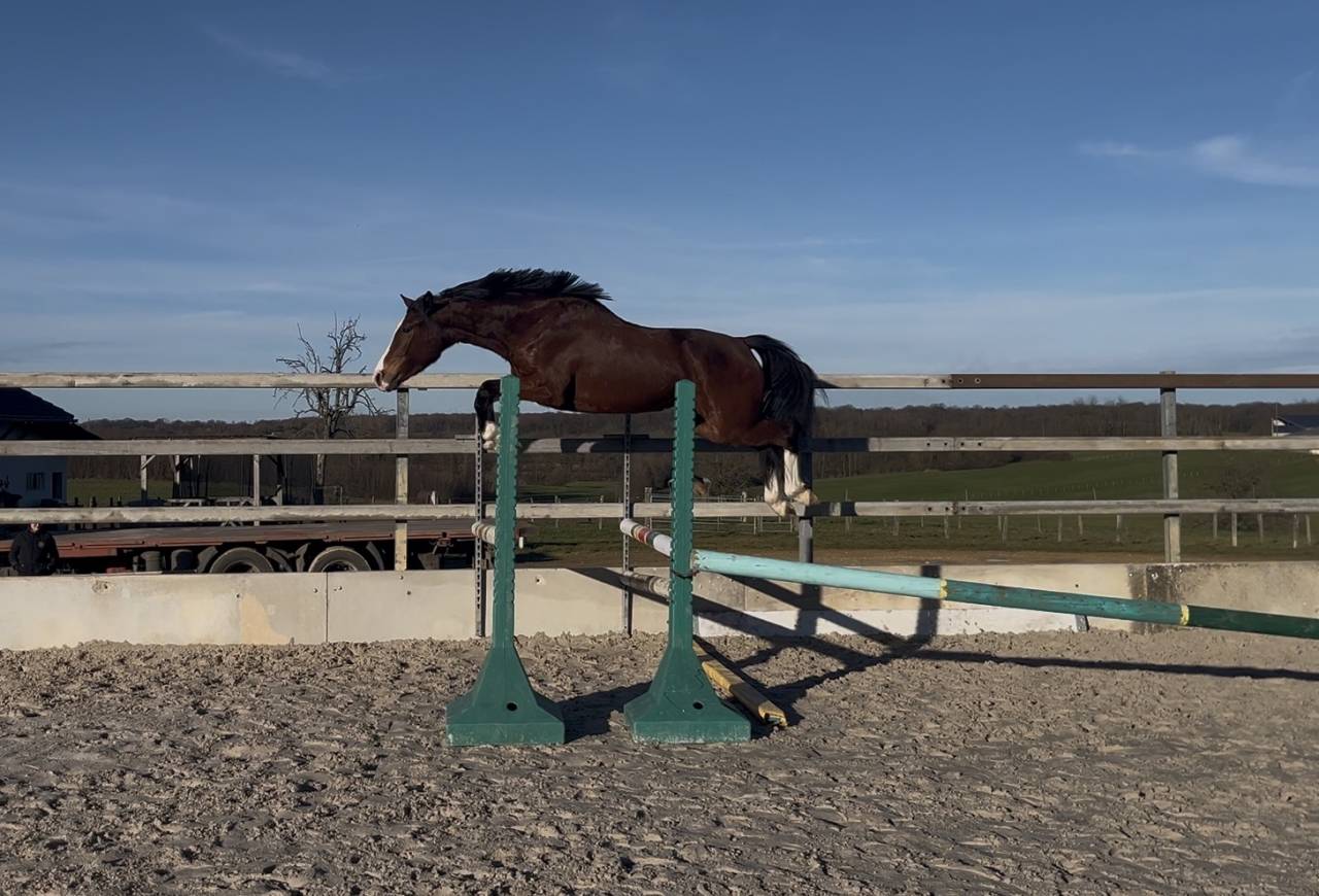 Merrie Zangersheide Te koop 2023 Donker bruin / bai