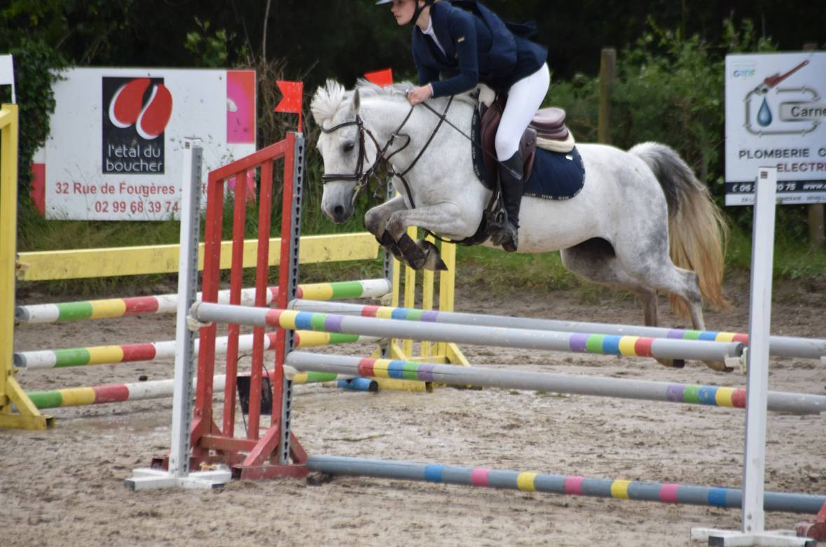 Merrie Franse rijpony PFS Te koop 2016 Schimmel ,  Qredo des islots
