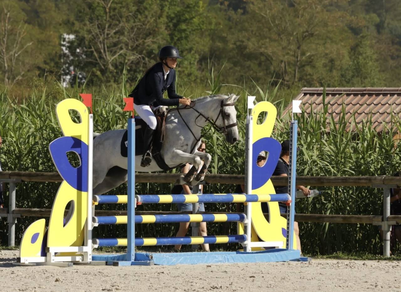 Merrie Franse rijpony PFS Te koop 2016 Schimmel ,  Qredo des islots