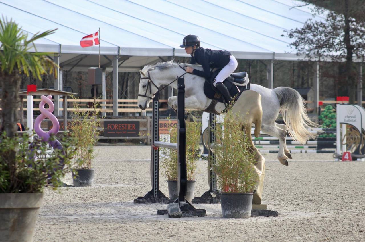 Merrie Franse rijpony PFS Te koop 2016 Schimmel ,  Qredo des islots