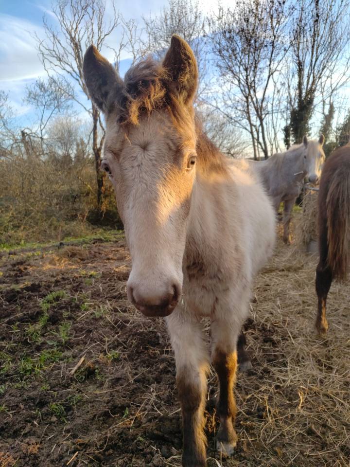 Veulen (vr) New Forest Te koop 2025 Champagne ,  HASHTAG PARADIZIAK