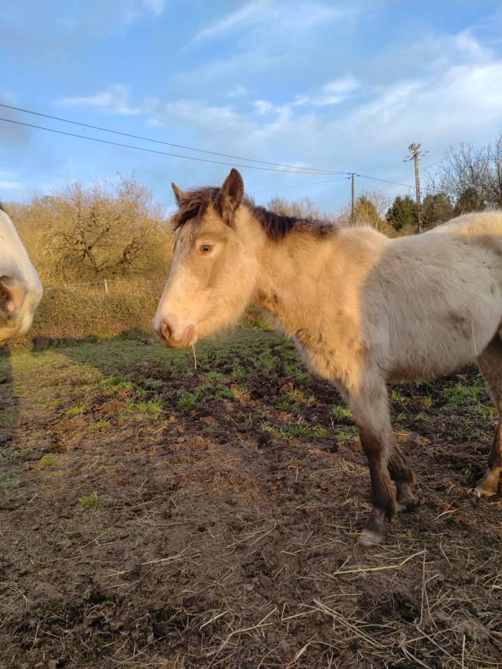 Veulen (vr) New Forest Te koop 2025 Champagne ,  HASHTAG PARADIZIAK