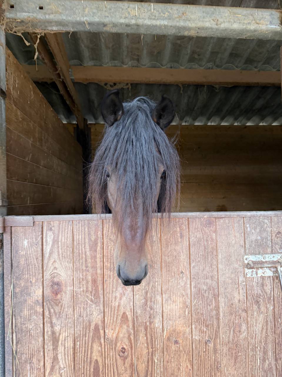 Ruin Berber-Arabier Te koop 2022 Donker bruin / bai