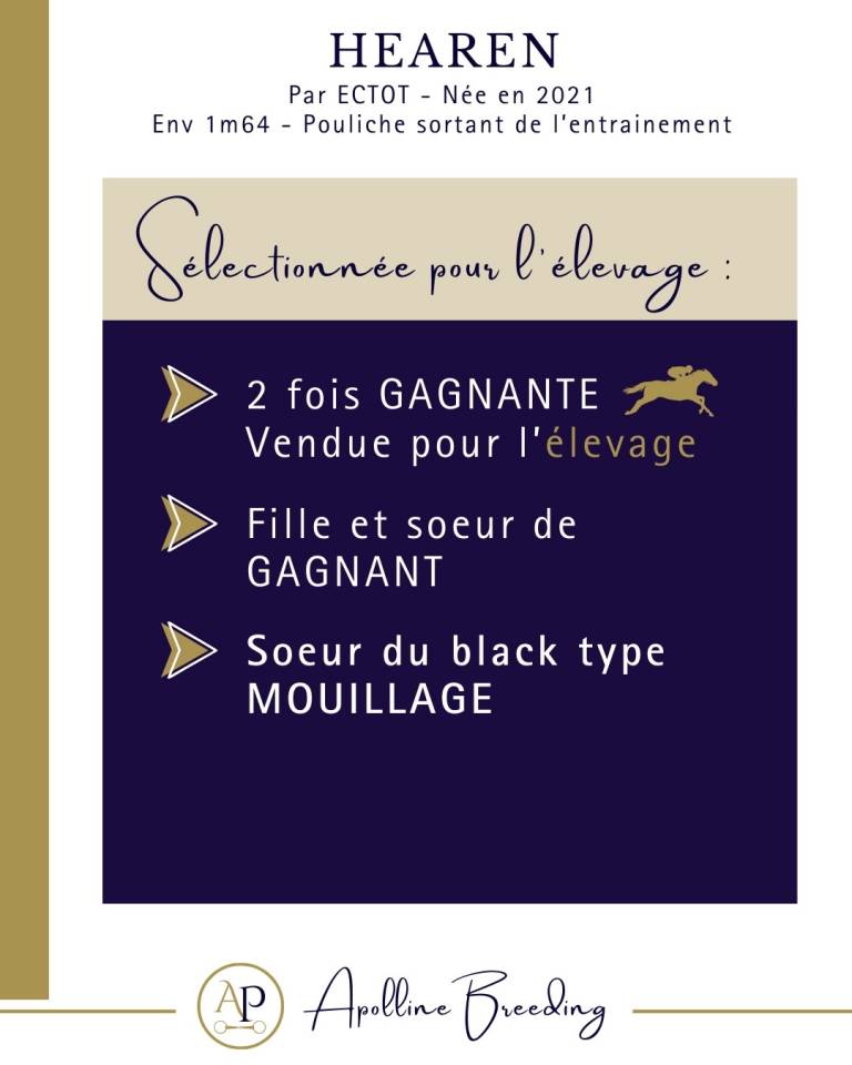 Merrie Volbloed Te koop 2021 Donker bruin / bai