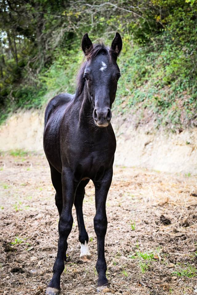 Veulen (ml) Franse rijpony PFS Te koop 2025 Zwart ,  VOLUPTO DES BOURDONS