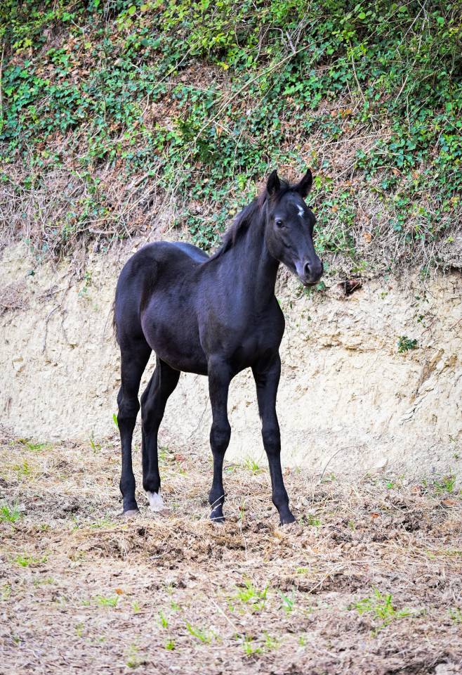 Veulen (ml) Franse rijpony PFS Te koop 2025 Zwart ,  VOLUPTO DES BOURDONS