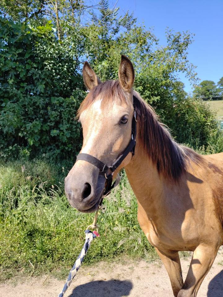 Merrie New Forest Te koop 2022 Isabel ,  Euchorthipus Arquetan