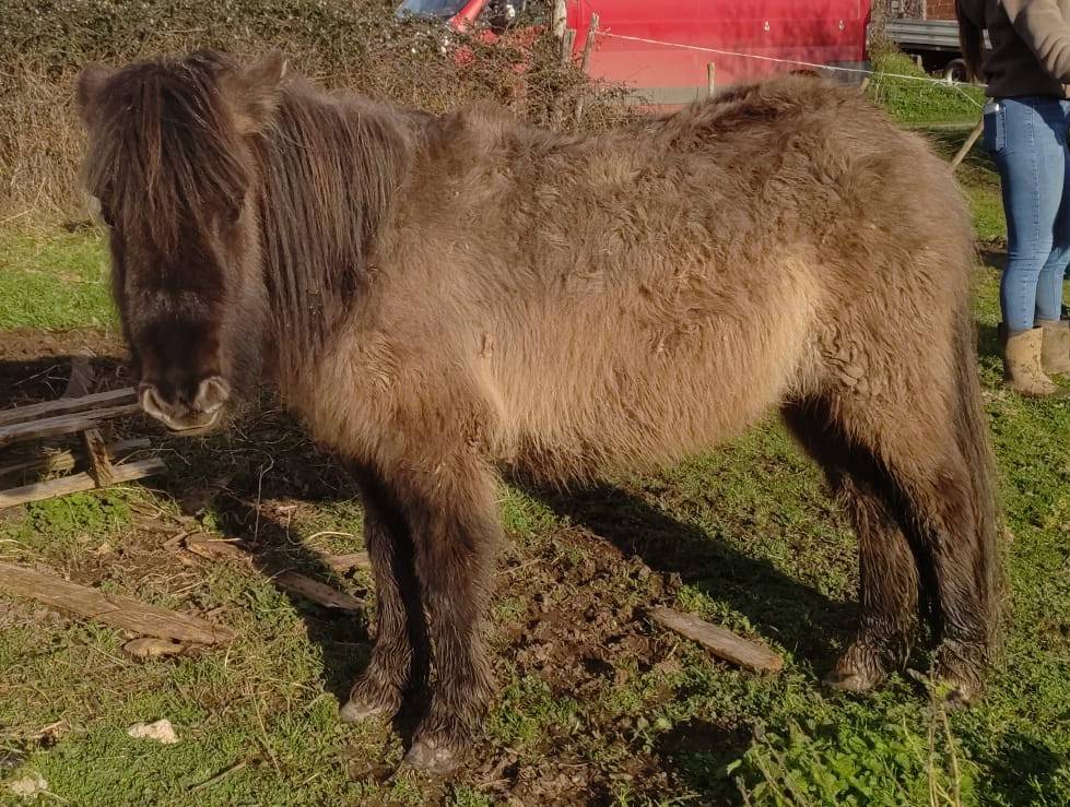 Merrie Bekend ras Te koop 2024 Muisgrijs ,  SLOUP STARQUETAN