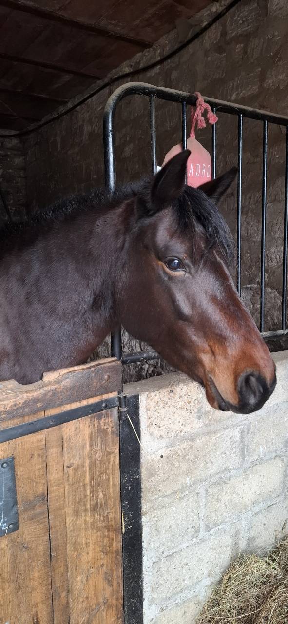 Merrie Connemara Te koop 2019 Donker bruin / bai ,  TITUS DE LIAF