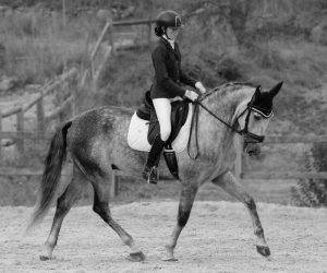 Ruin PRE Puur Ras Spaans Te koop 2020 Schimmel