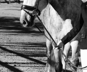 Ruin PRE Puur Ras Spaans Te koop 2020 Schimmel