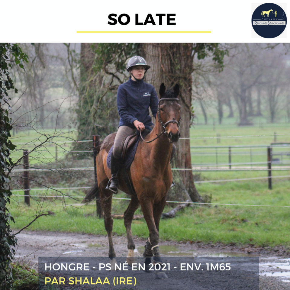 Ruin Volbloed Te koop 2021 Donker bruin / bai ,  SHALAA