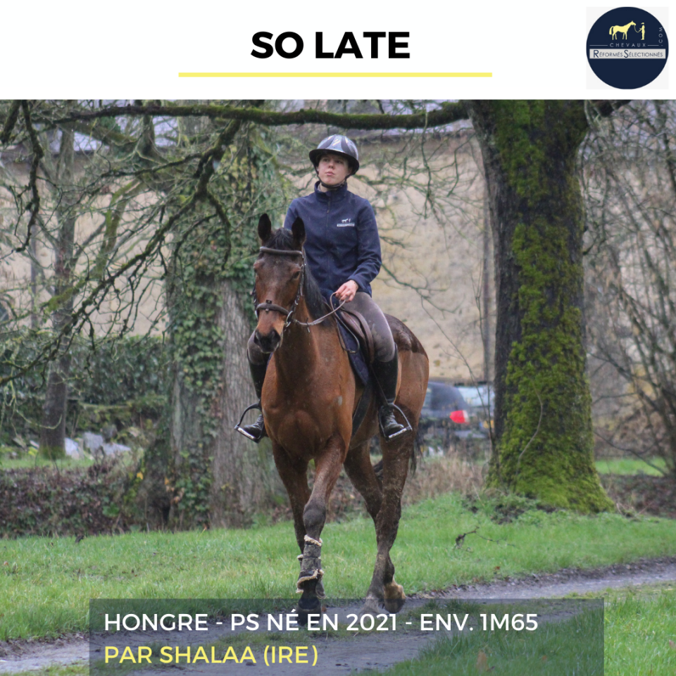 Ruin Volbloed Te koop 2021 Donker bruin / bai ,  SHALAA