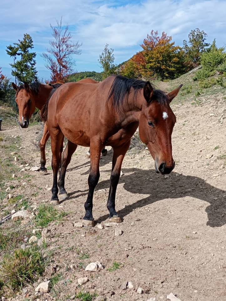 Ruin Bekend ras Te koop 2024 Bruin / Bai ,  UNDER COVER FAST