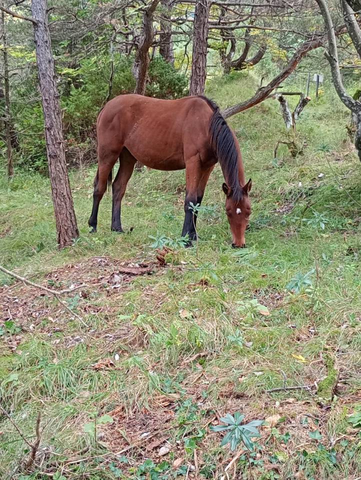 Ruin Bekend ras Te koop 2024 Bruin / Bai ,  UNDER COVER FAST