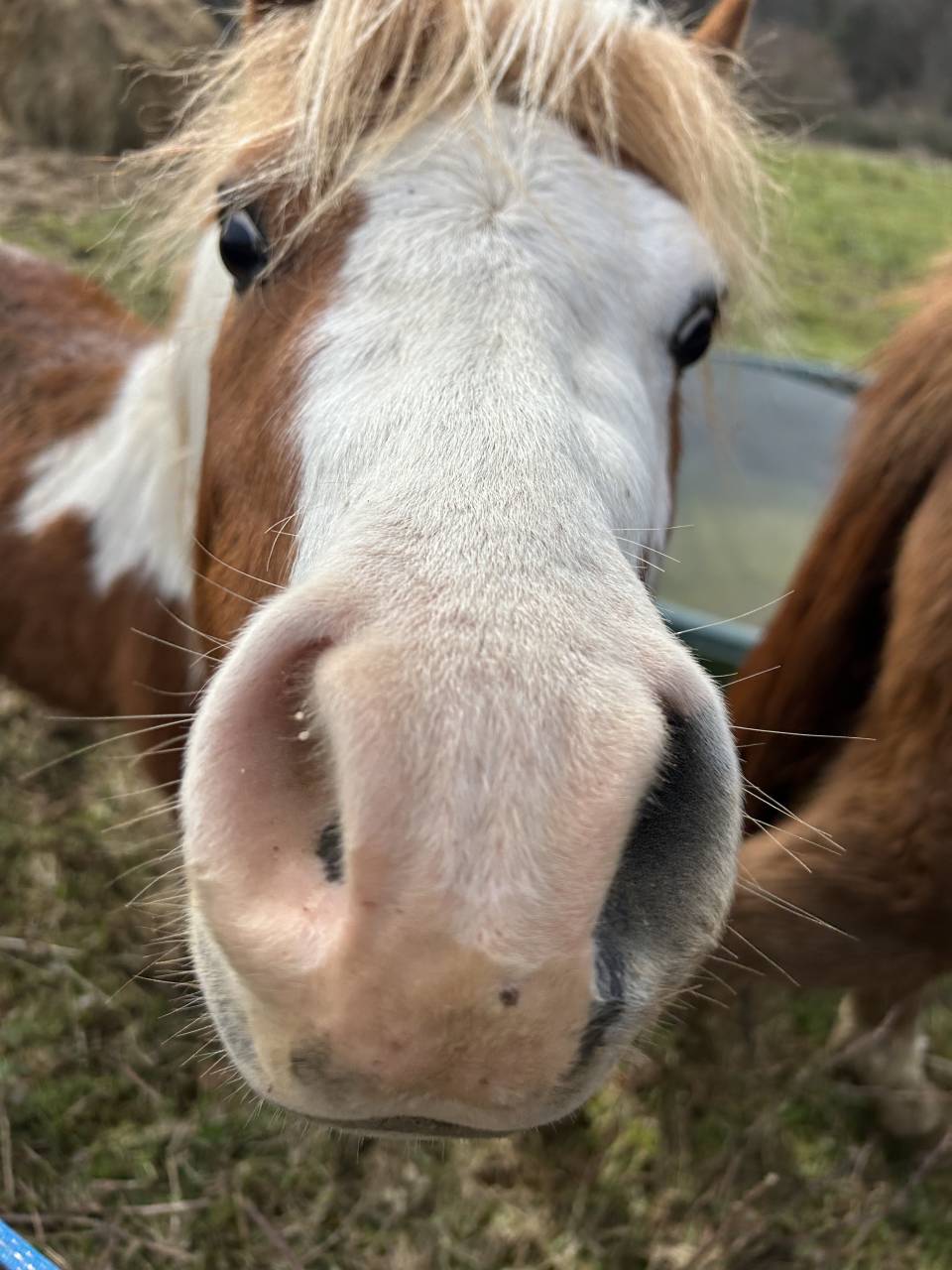 Hengst Welsh Partbred Te koop 2023 Bont ,  Niro&rsquo;s Cesar