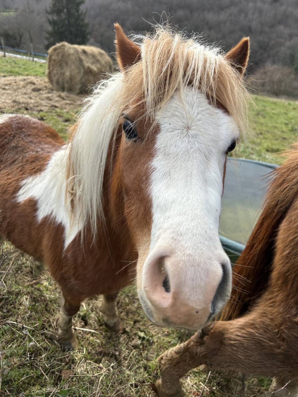 Hengst Welsh Partbred Te koop 2023 Bont ,  Niro&rsquo;s Cesar