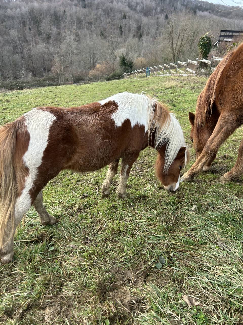 Hengst Welsh Partbred Te koop 2023 Bont ,  Niro&rsquo;s Cesar