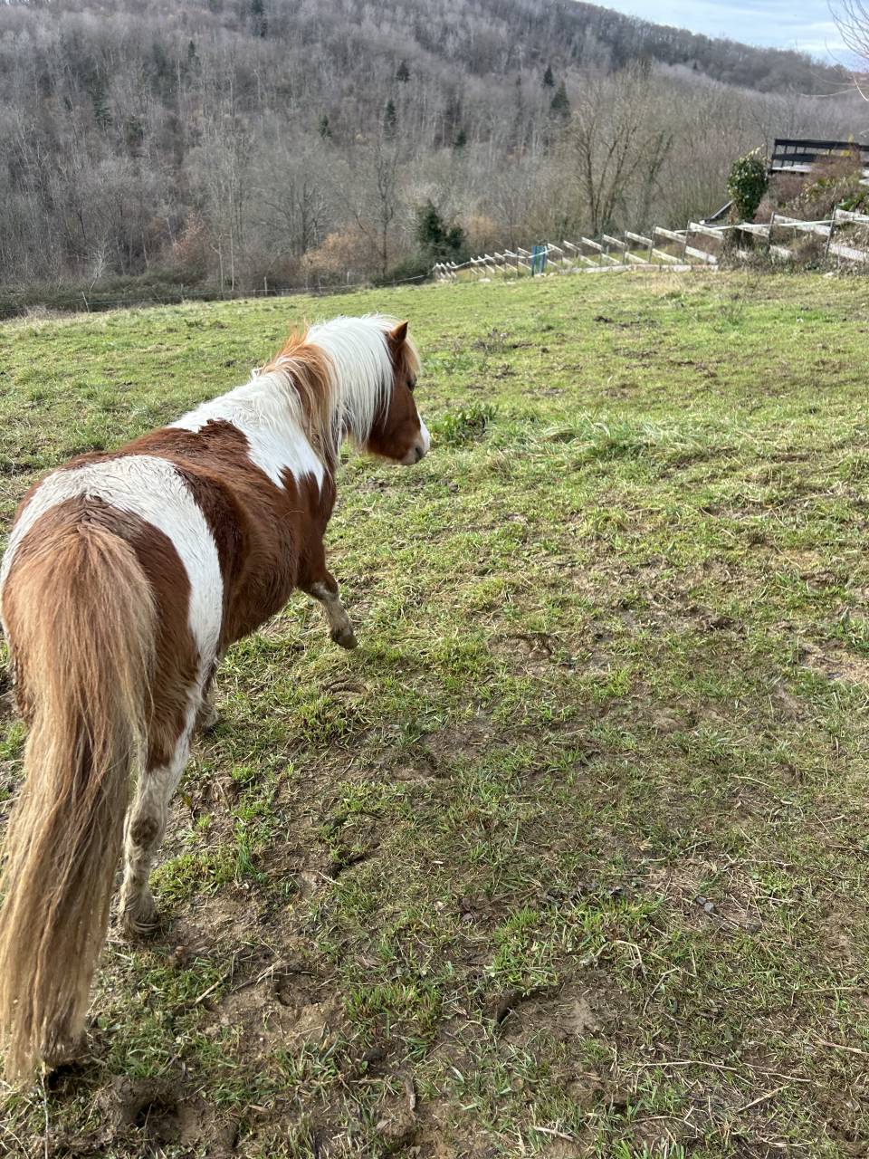 Hengst Welsh Partbred Te koop 2023 Bont ,  Niro&rsquo;s Cesar