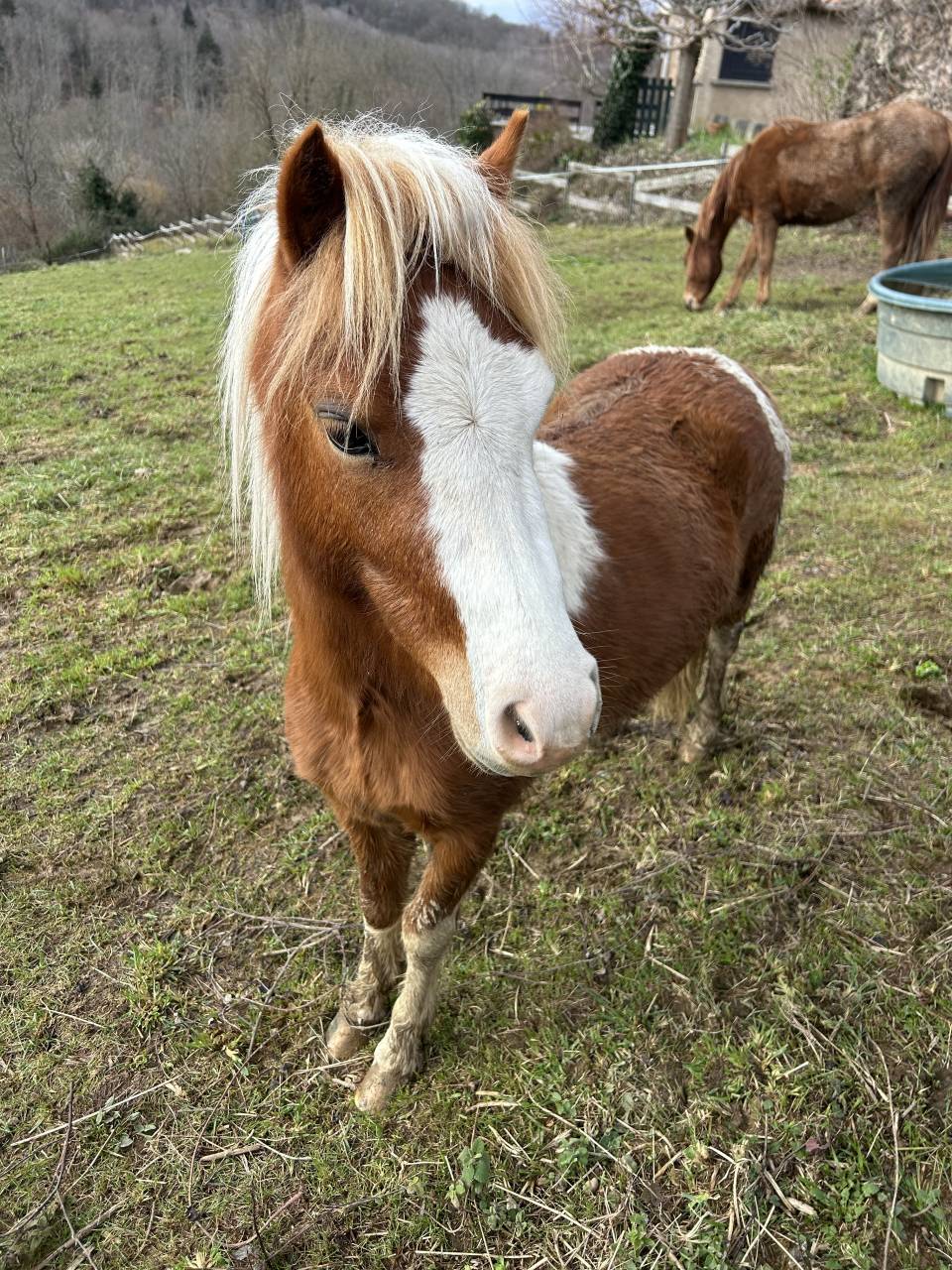 Hengst Welsh Partbred Te koop 2023 Bont ,  Niro&rsquo;s Cesar