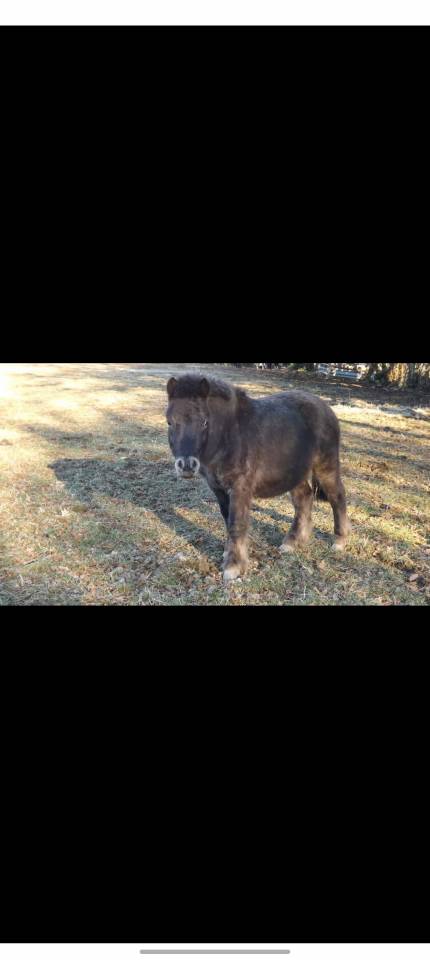 Ruin Bekend ras Te koop 2020 Bont