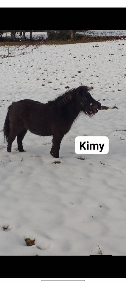 Ruin Bekend ras Te koop 2020 Bont