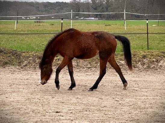 Merrie Franse rijpony PFS Te koop 2024 Donker bruin / bai ,  RM MOST BEAUTIFULL BOY