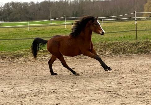 Merrie Franse rijpony PFS Te koop 2024 Donker bruin / bai ,  RM MOST BEAUTIFULL BOY
