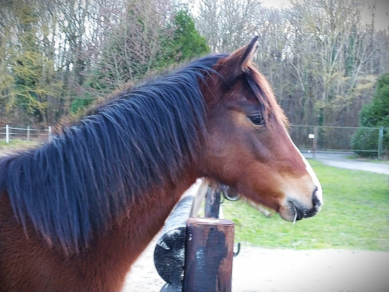 Merrie Franse rijpony PFS Te koop 2024 Donker bruin / bai ,  RM MOST BEAUTIFULL BOY