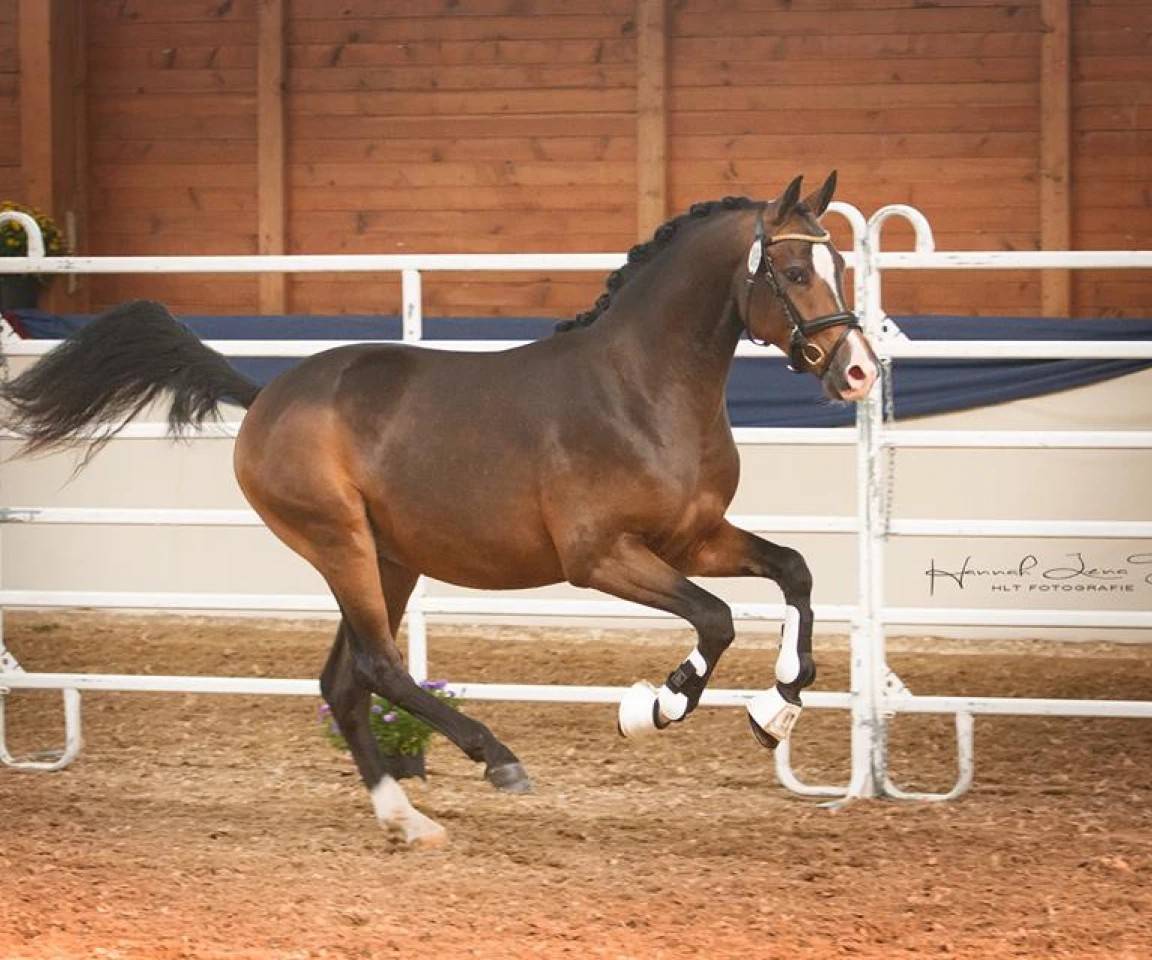 Merrie Franse rijpony PFS Te koop 2024 Donker bruin / bai ,  RM MOST BEAUTIFULL BOY