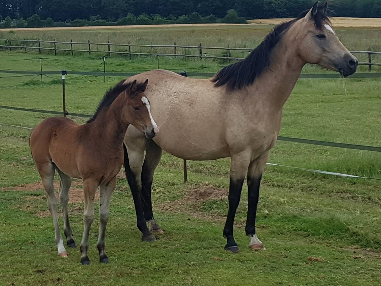 Merrie Franse rijpony PFS Te koop 2024 Donker bruin / bai ,  RM MOST BEAUTIFULL BOY