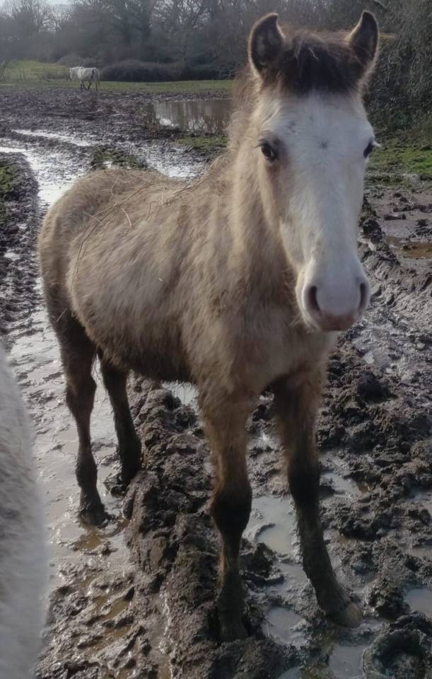 Veulen (ml) New Forest Te koop 2025 Isabel ,  PAWNEE