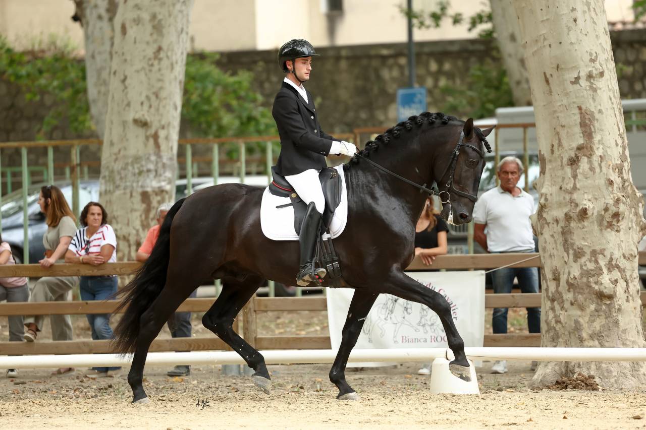 Jango NP - PRE Puur Ras Spaans 2019 ,  INTIMO SALVATELLA