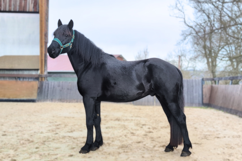 Hengst M&eacute;rens Te koop 2022 Zwart ,  Black Dumas Souleilla