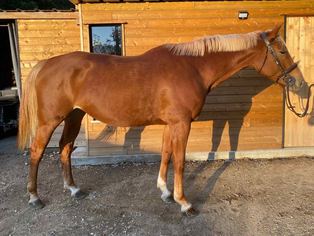 Merrie Selle Fran&ccedil;ais Te koop 2020 Vos