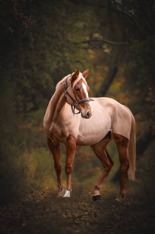 Merrie Selle Fran&ccedil;ais Te koop 2020 Vos