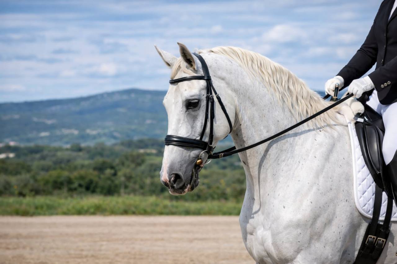 Ruin Lipizzan Te koop 2014 Wit