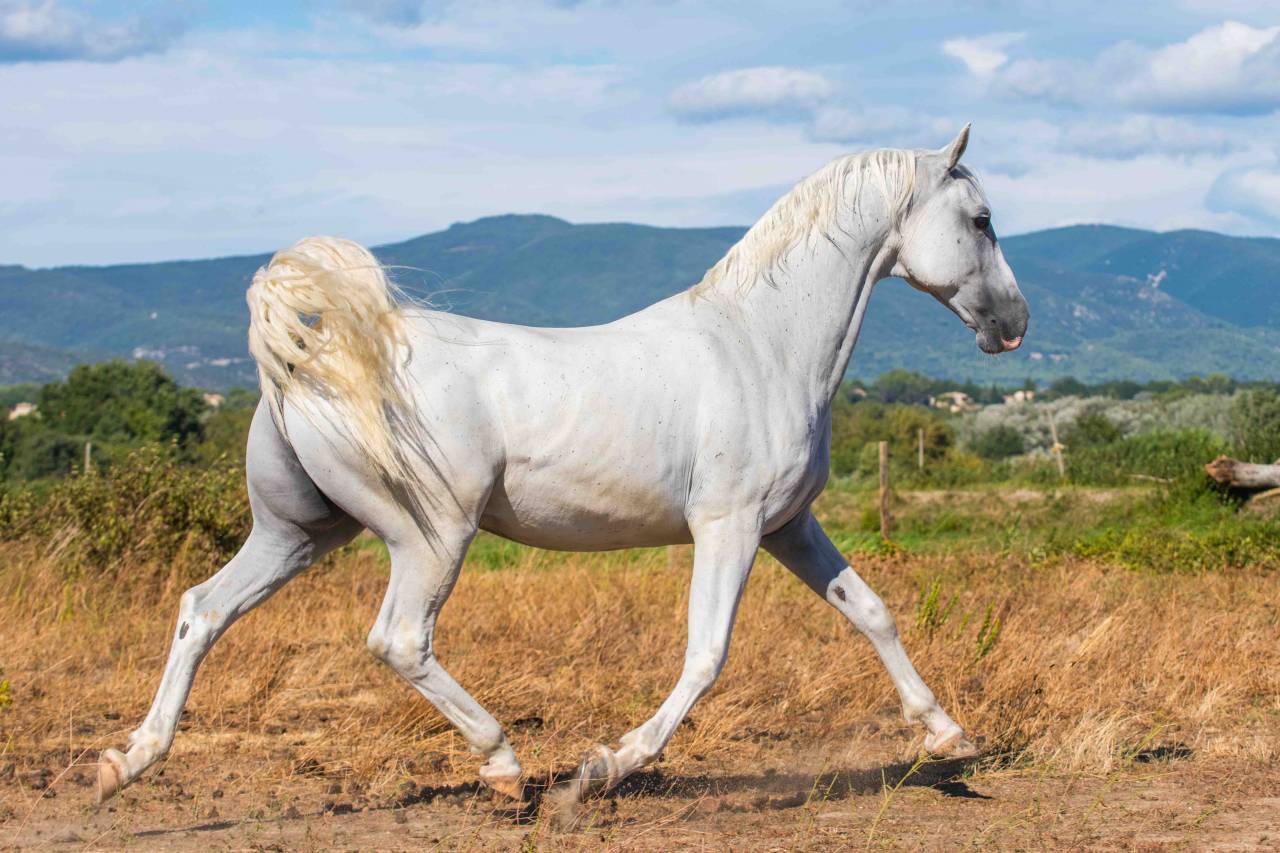 Ruin Lipizzan Te koop 2014 Wit