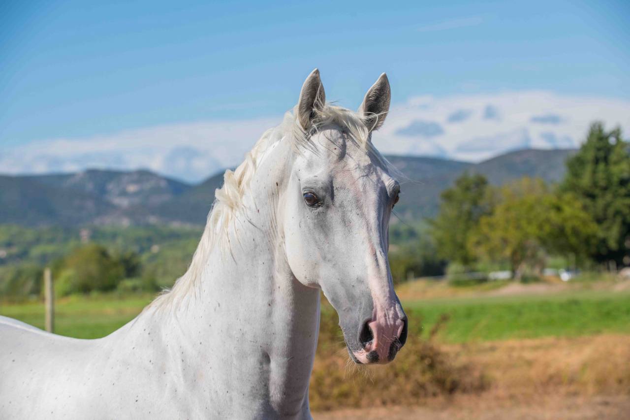 Ruin Lipizzan Te koop 2014 Wit