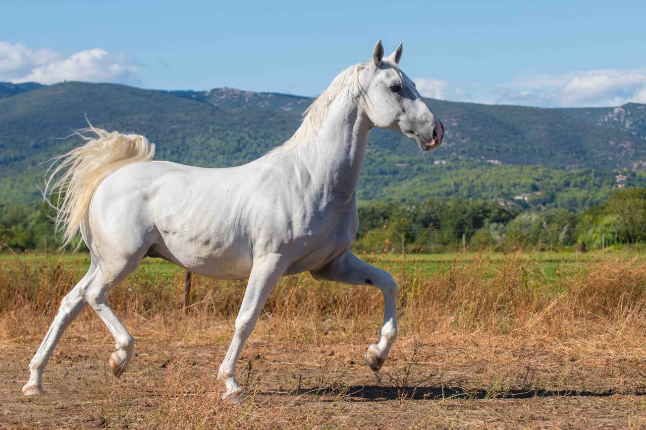 Ruin Lipizzan Te koop 2014 Wit