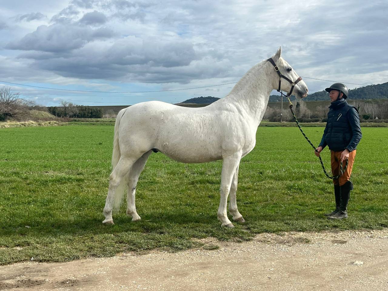 Ruin Lipizzan Te koop 2014 Wit