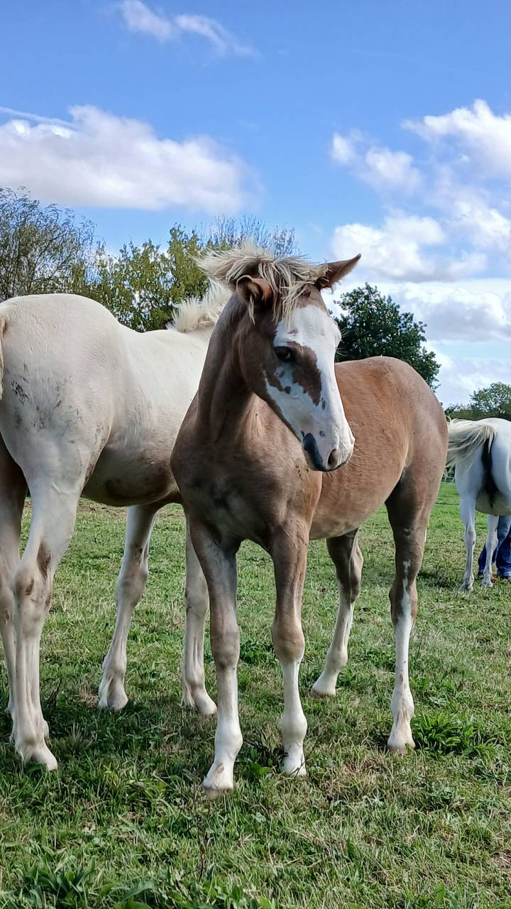 Veulen (vr) Franse rijpony PFS Te koop 2025 Vos ,  Blue tinka Tilia