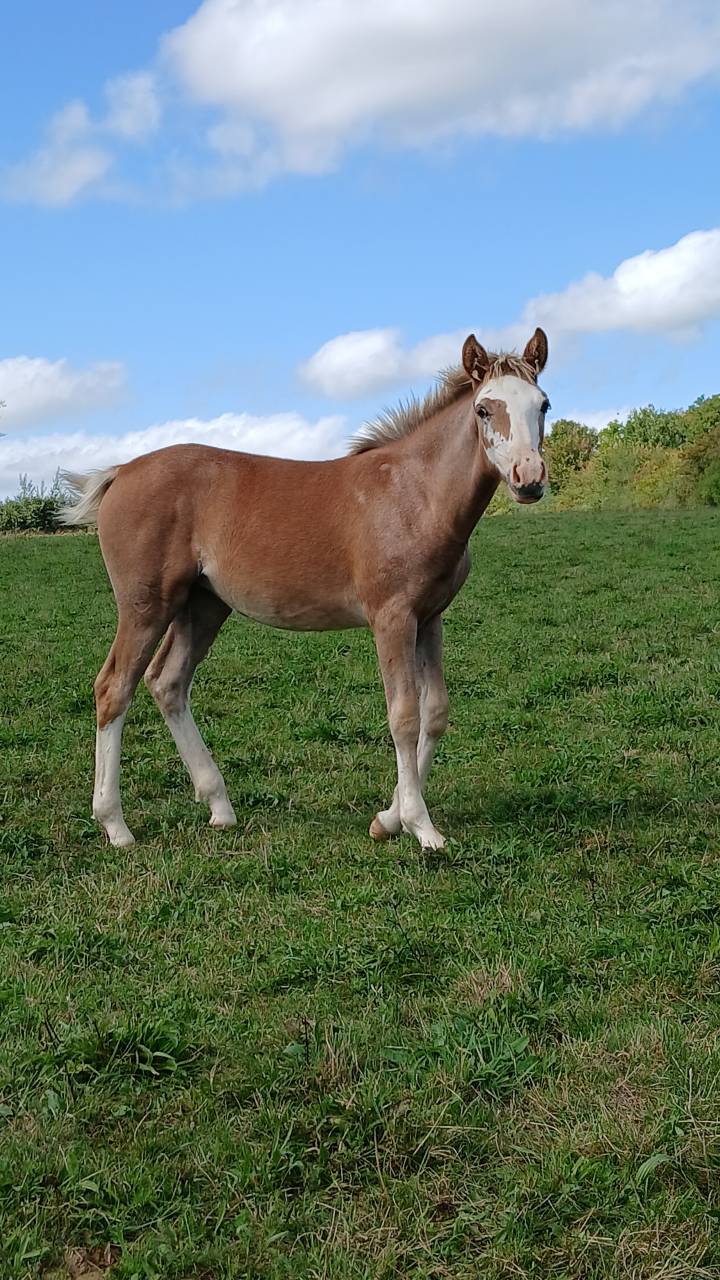 Veulen (vr) Franse rijpony PFS Te koop 2025 Vos ,  Blue tinka Tilia