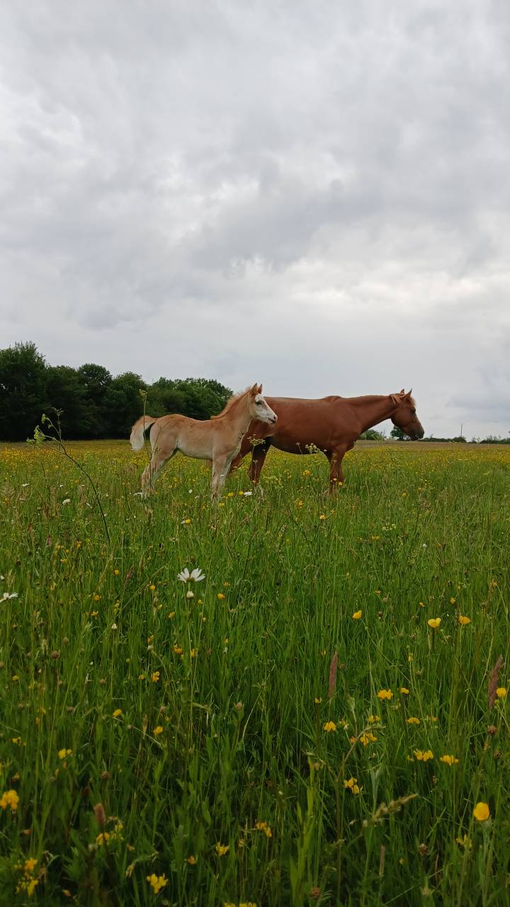 Veulen (vr) Franse rijpony PFS Te koop 2025 Vos ,  Blue tinka Tilia