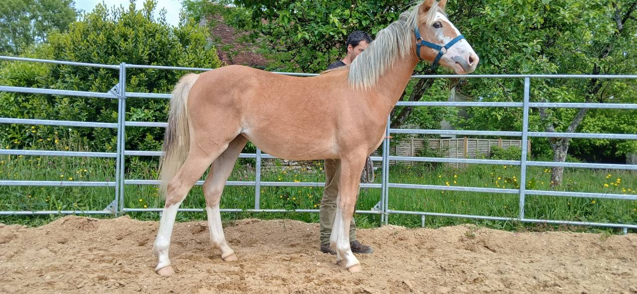 Veulen (vr) Franse rijpony PFS Te koop 2025 Vos ,  Blue tinka Tilia