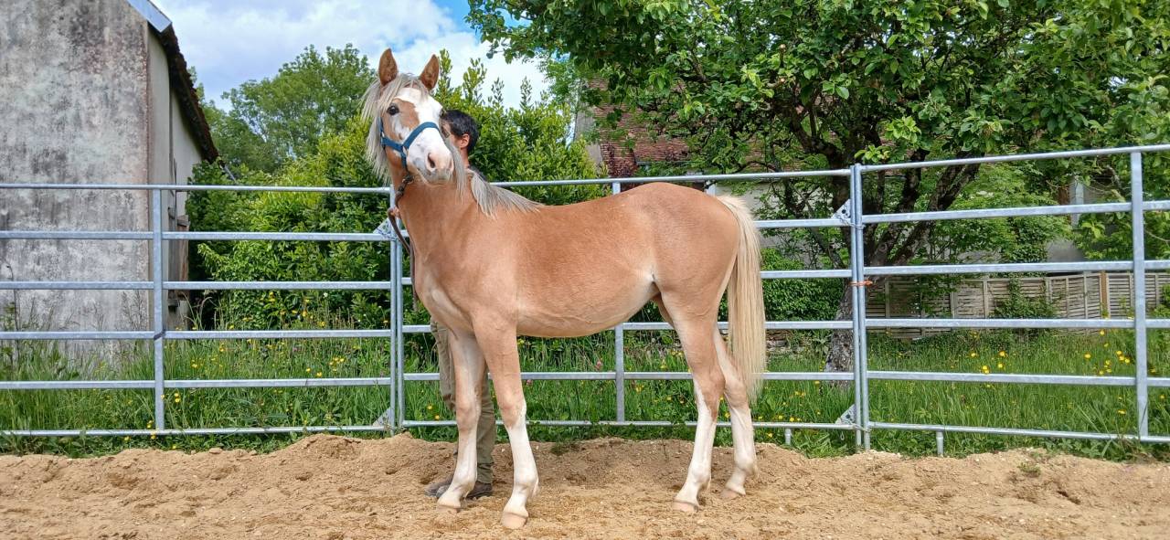 Veulen (vr) Franse rijpony PFS Te koop 2025 Vos ,  Blue tinka Tilia