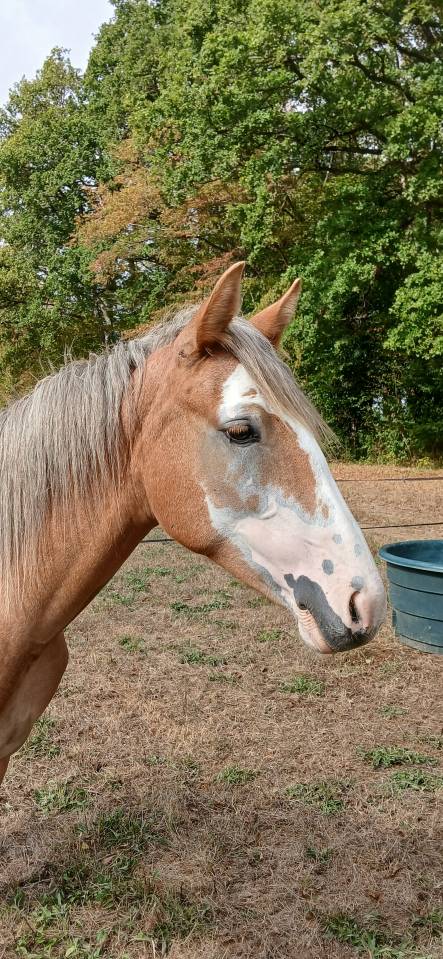 Veulen (vr) Franse rijpony PFS Te koop 2025 Vos ,  Blue tinka Tilia